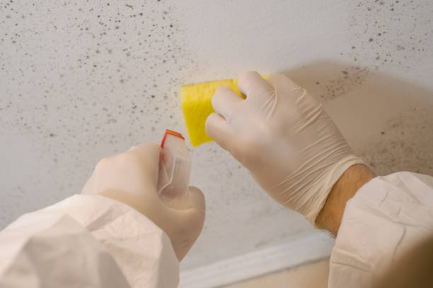 Best Environmental Consulting for Mold Prevention  in Olympia Fields, IL