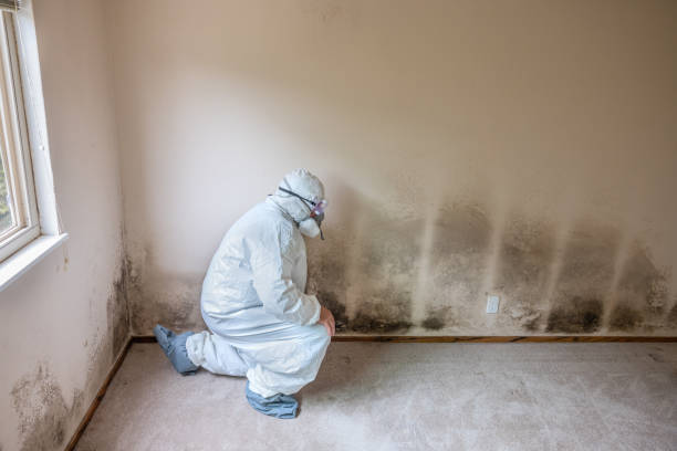 Best HVAC Mold Inspection and Cleaning  in Olympia Fields, IL