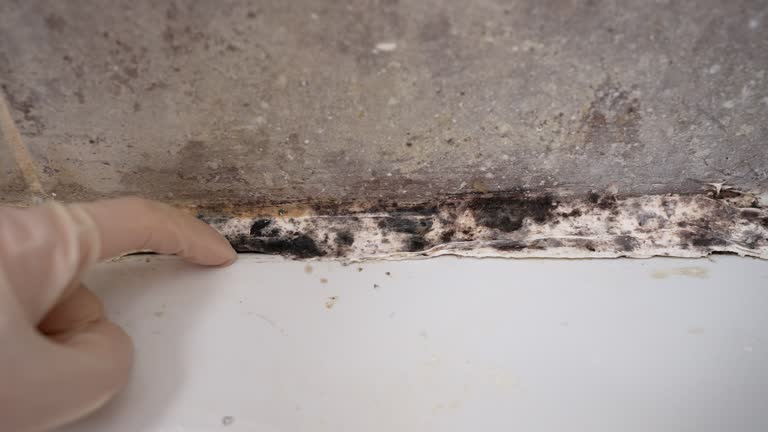 Best Emergency Mold Remediation  in Olympia Fields, IL